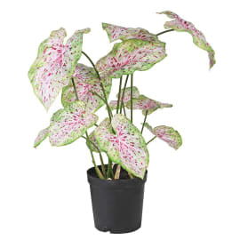 Plant, green/pink caladium in pot